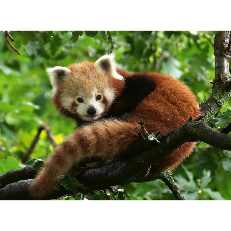 PUZZLE 500PC RED PANDA PHOTO